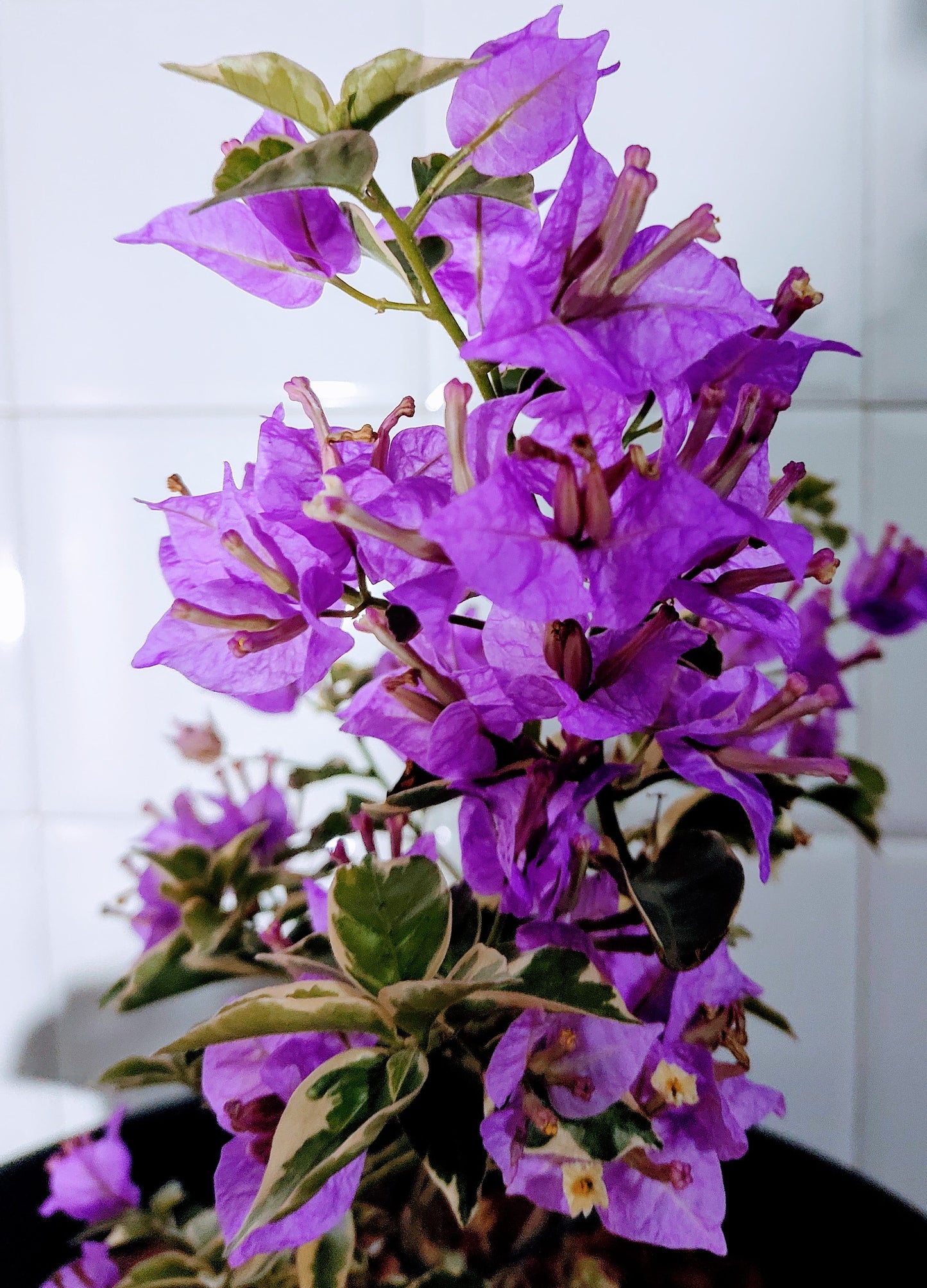 Muda Bougainvillea Variegata - Lilas