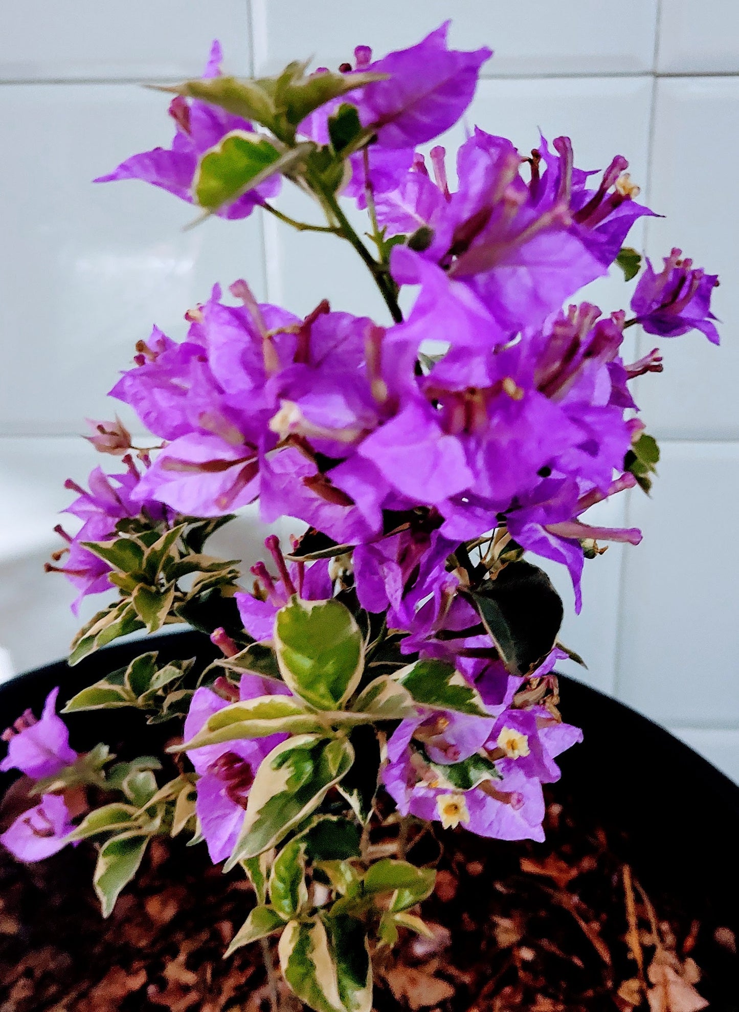 Muda Bougainvillea Variegata - Lilas